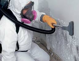 Professional Mold Removal in Pleak, TX